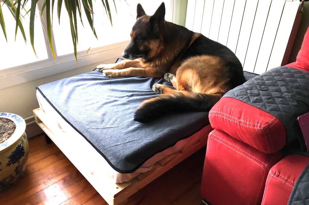 Cama para perro en oferta